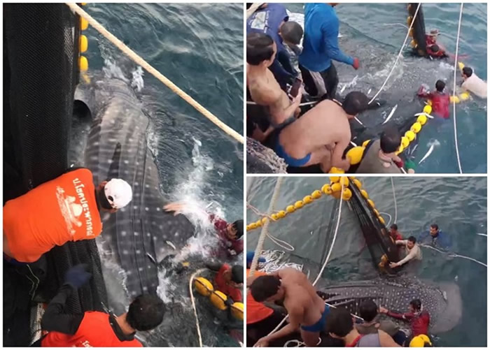 3条鲸鲨困鱼网 泰国沙敦府渔民合力拯救重获自由