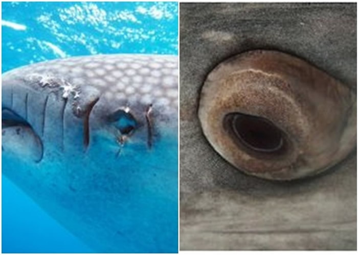 鲸鲨可将一半眼球缩入眼窝。