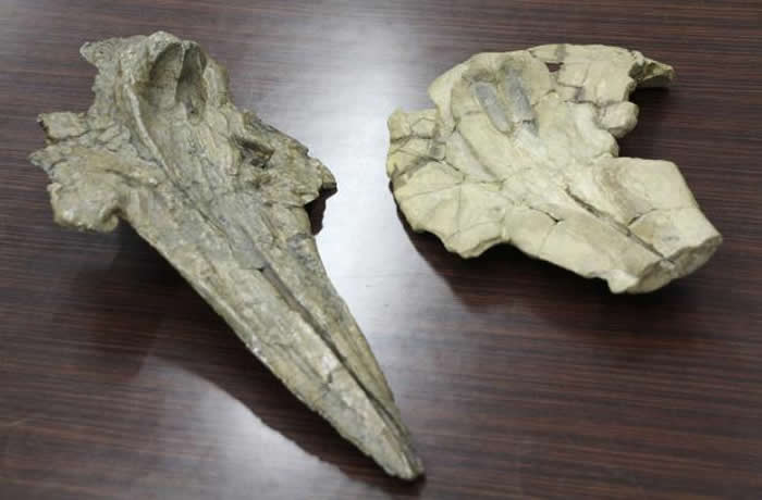 世界上最古老的海豚：日本群马县自然史博物馆海豚科头骨化石可追溯至1130万年前