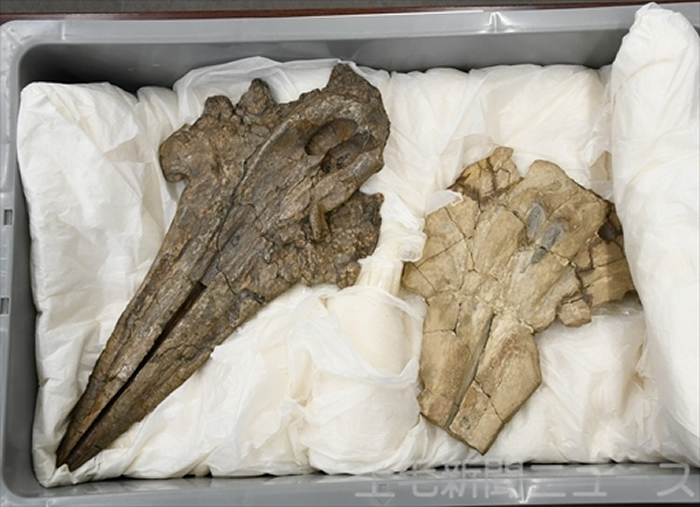 世界上最古老的海豚：日本群马县自然史博物馆海豚科头骨化石可追溯至1130万年前