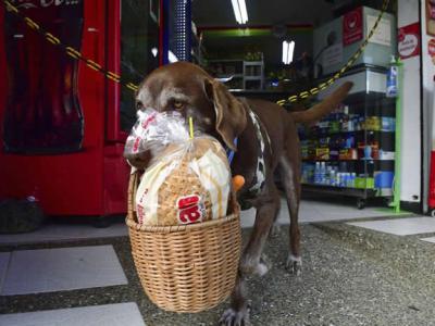 狗界货拉拉Ubereats！哥伦比亚超市老板养了一只会送货的巧克力色拉布拉多Eros
