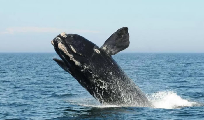 IUCN发布的最新濒危物种红色名单：北大西洋露脊鲸、狐猴和欧洲仓鼠极度濒危