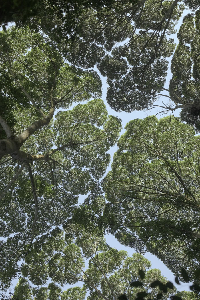 马来西亚森林研究所（Forest Research Institute Malaysia）的龙脑香树林展现出「树冠羞避」的现象，也就是一些树种的树冠间会出现一些