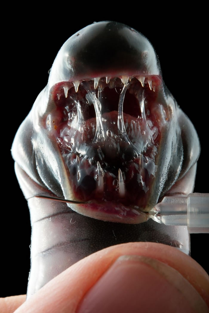 一只博物馆收藏的粗线真蚓螈（Caecilia pachynema）标本显露出它的三排牙齿。 PHOTOGRAPH BY ALEJANDRO ARTEAGA