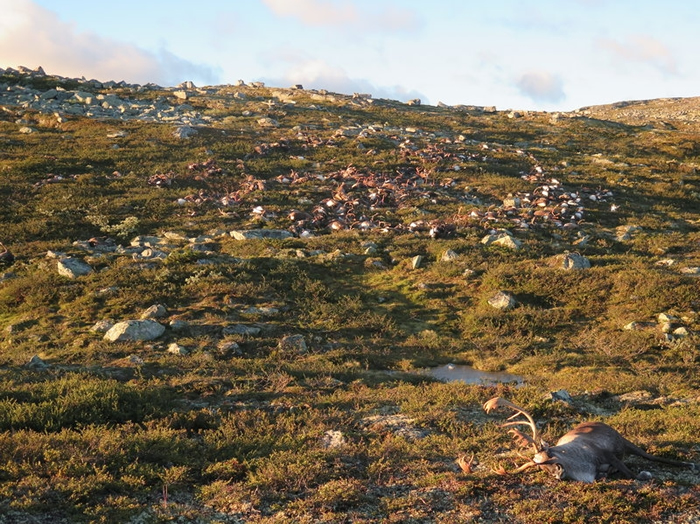 2016年8月在挪威偏远的哈当厄尔维达高原上，一位公园巡守员发现323具野生驯鹿的尸体。 照片来源：Havard Kjontvedt/挪威自然检查局