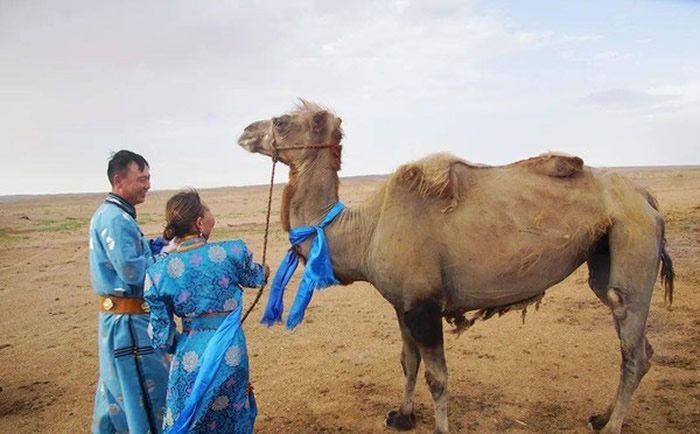 内蒙古巴彦淖尔市老骆驼被卖跋涉100公里全身伤回家 主人感动买回：再也不卖
