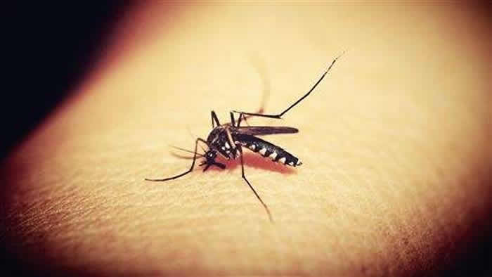 澳洲墨尔本大学研究人员尝试破坏蚊子体内的制约器官 结果蚊子便吸血吸到死