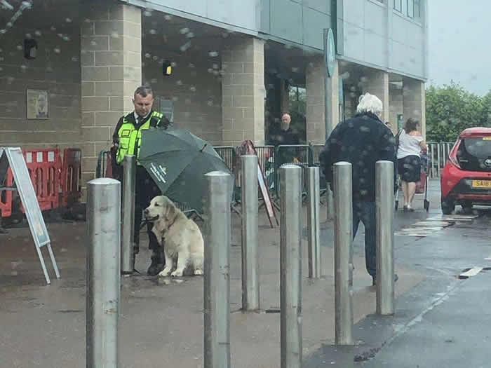英国连锁莫里森超市门外黄金猎犬固执冒雨等主人 警卫为它撑伞自己淋雨