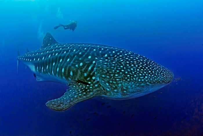 鲸鲨是海洋中最大的鱼类。 照片来源：加拉巴哥鲸鲨计划脸书