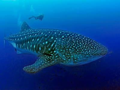 没人看过海洋中最大的鱼类鲸鲨生小孩 科学家取得第一个野生鲸鲨腹部超声波
