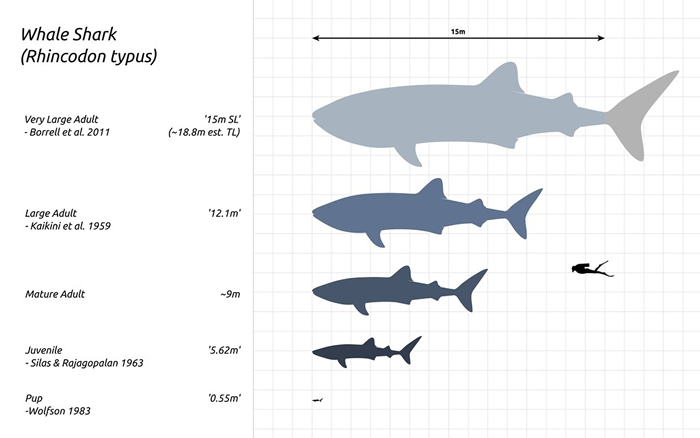 鲸鲨可由数十公分长到十数公尺。 照片来源：维基百科/Steveoc 86 （CC BY-SA 4.0）