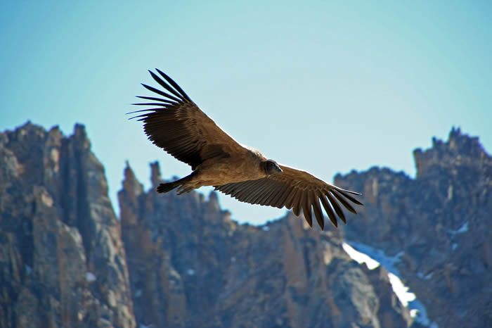 英国斯旺西大学研究人员发现一只安第斯秃鹰在没有扇动翅膀的情况下飞翔了100英里
