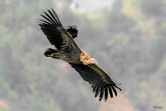 印度西孟加拉邦大吉岭巨嘴鸦“空中搭便车”直接停兀鹫翅膀上