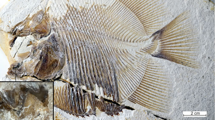 食人鱼和Piranhamesodon pinnatomus