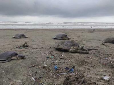 孟加拉国160只榄蠵龟被海浪冲上沙滩 身上被塑胶垃圾缠住头都不见了