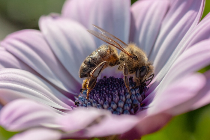 根据欧洲审计院的报告，欧盟在保护蜜蜂、胡蜂、食蚜蝇、蝴蝶等野生授粉者的作为几乎没有效果。 照片来源：Onny Carr（CC BY-NC-ND 2.0）1。