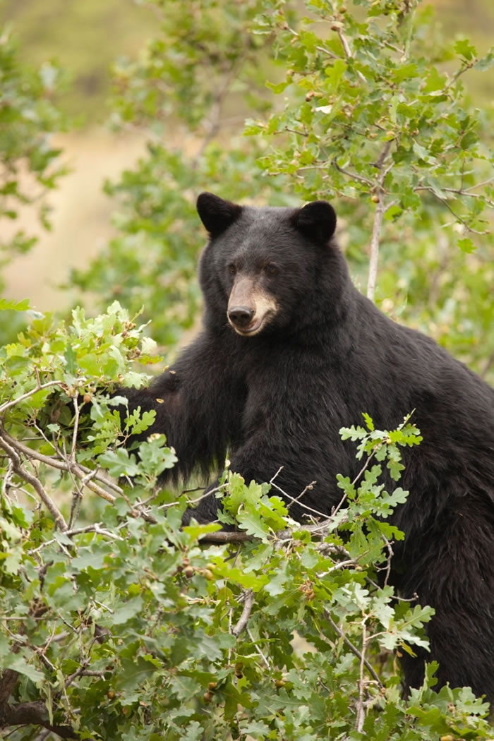 美国科罗拉多州男子凌晨听到厨房怪声 查看竟是204公斤大黑熊险丧命