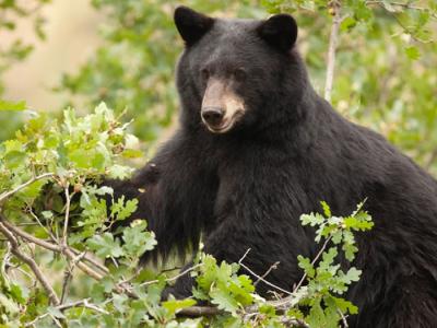 美国科罗拉多州男子凌晨听到厨房怪声 查看竟是204公斤大黑熊险丧命