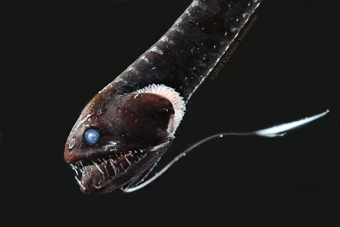 《Current Biology》杂志：深海终极伪装者 超黑鱼能吸收走99.5%照射到其身上的光线