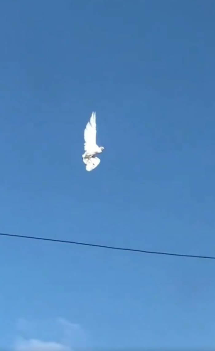 哥伦比亚图卢阿市一只鸽子活生生地被“冻”在空中