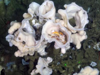 《海洋生物多样性》杂志：加拿大发现新非六角形海绵物种Desmacella hyalina