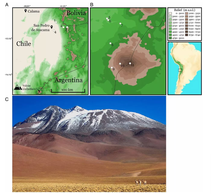 智利尤耶亚科火山山顶发现黄背叶耳鼠 打破哺乳动物栖息地海拔的世界纪录