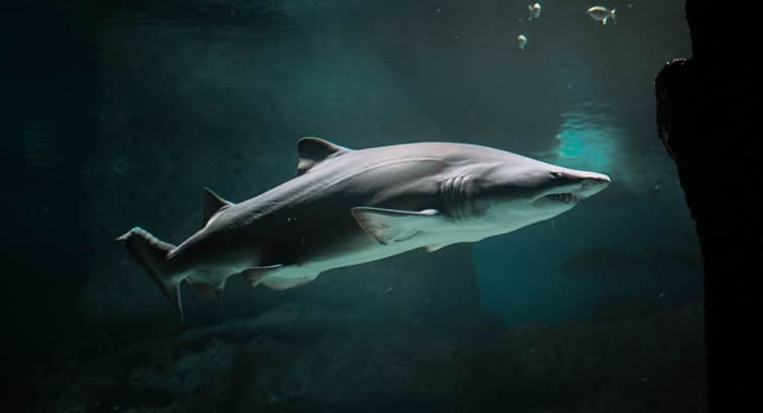 澳大利亚塔斯马尼亚岛海岸一条鲨鱼从渔船上将10岁男孩拖入水中