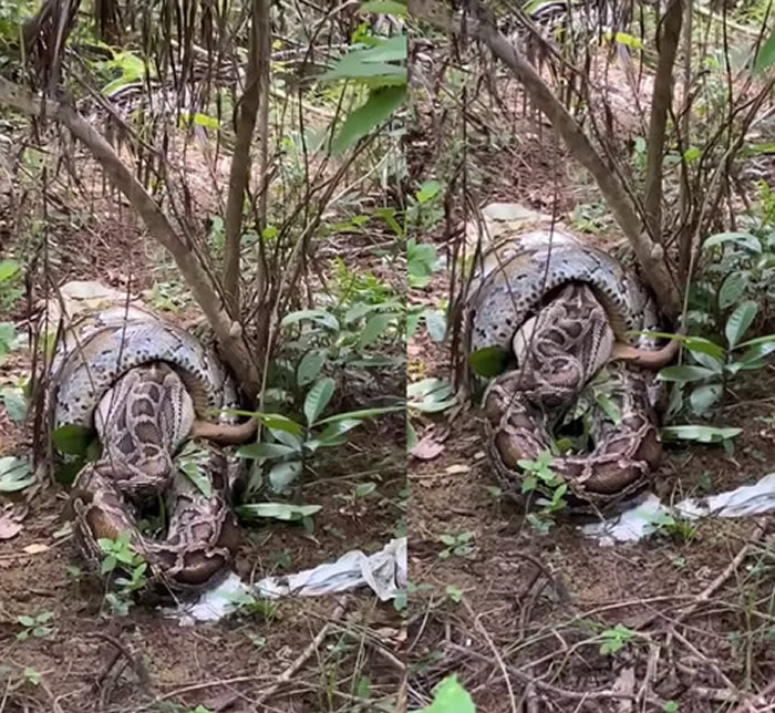 香港网友爬山时意外撞见树林间超大蟒蛇正在吞食山羌（黄麖）