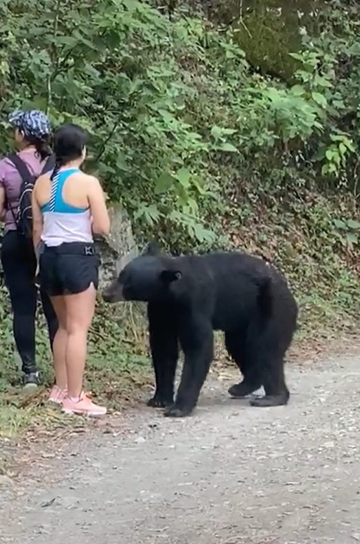 墨西哥3名女子爬山时和黑熊狭路相逢 被熊抱坚持原地不动最后脱险