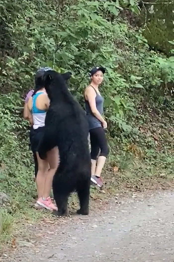 墨西哥3名女子爬山时和黑熊狭路相逢 被熊抱坚持原地不动最后脱险