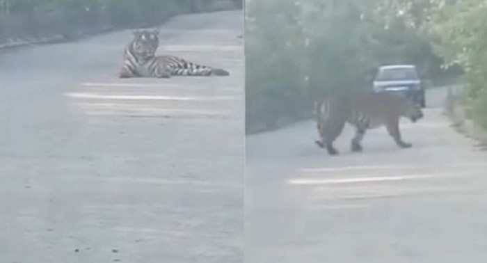 吉林省珲春市计程车司机马路上撞见野生老虎 对看20分钟