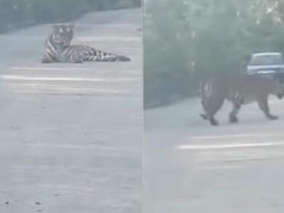 吉林省珲春市计程车司机马路上撞见野生老虎 对看20分钟