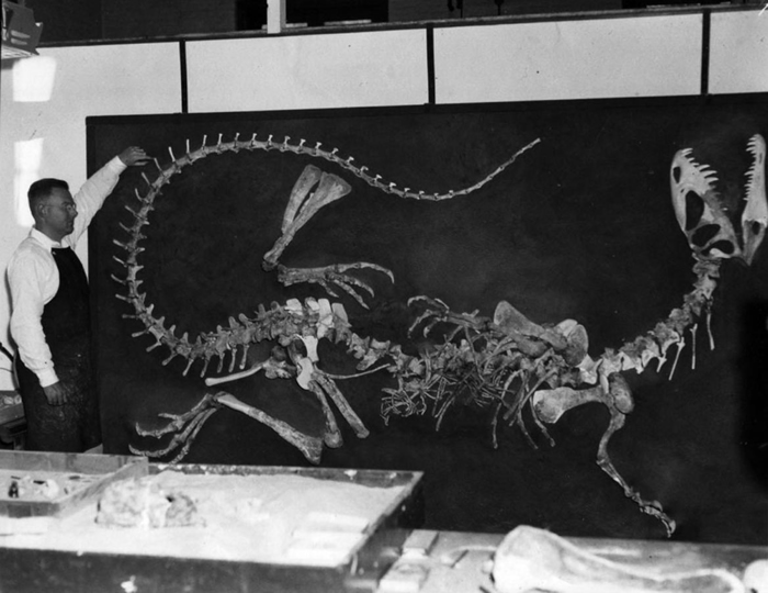 1950年代早期，沃恩. 兰斯顿（Wann Langston， Jr.）于加州大学柏克莱分校督导第一副双脊龙骨骸的重建工作。 TEXAS VERTEBRATE