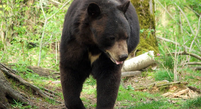 SoraNews 24网站：日本广岛老妇回赶走袭击她的喜马拉雅熊