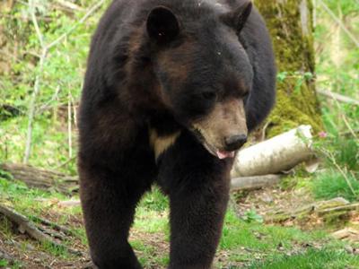 SoraNews 24网站：日本广岛老妇回赶走袭击她的喜马拉雅熊