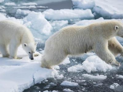 《自然·气候变化》杂志：到2100年北极熊可能几近灭绝