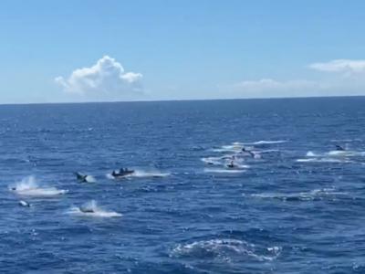 台湾宜兰网红景点“牛奶海域”出现上千只海豚连线1公里跃出水面的壮观奇景