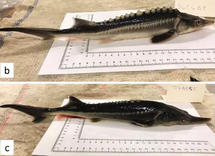 匈牙利科学家意外培育出美国匙吻鲟和俄罗斯鲟鱼杂交的新品种sturddlefish