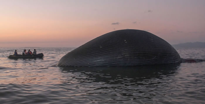 23米长蓝鲸在印度尼西亚的海滩附近被冲上岸