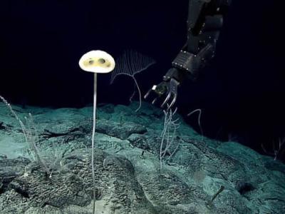 生物学家在太平洋海底发现“壮丽的外星人”——新物种Advhena magnifica