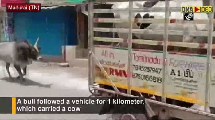 印度牧场母牛被卖 一起生活的公牛追赶货车1公里