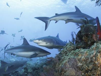 《自然》杂志：全球约有五分之一的珊瑚礁中的鲨鱼已经“功能性灭绝”