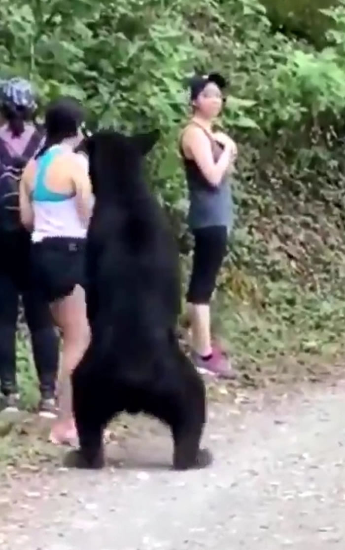 之前3名女子在登山时巧遇一只好奇黑熊，黑熊一度抓了其中一人的后腿、闻头发，影片震撼全球
