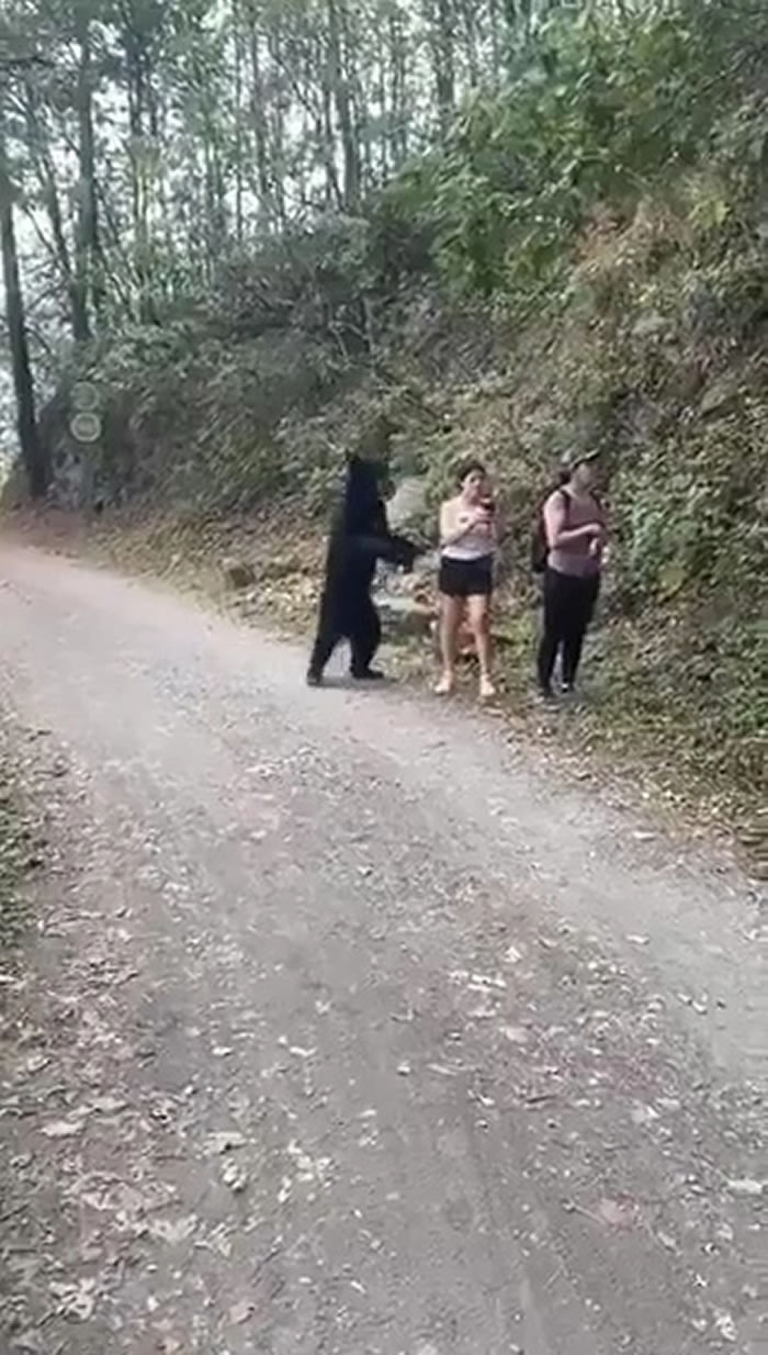 之前3名女子在登山时巧遇一只好奇黑熊，黑熊一度抓了其中一人的后腿、闻头发，影片震撼全球