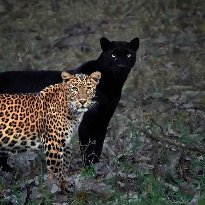 印度摄影师Mithun H到卡纳塔卡邦蹲点6天终于拍摄到黑豹情侣