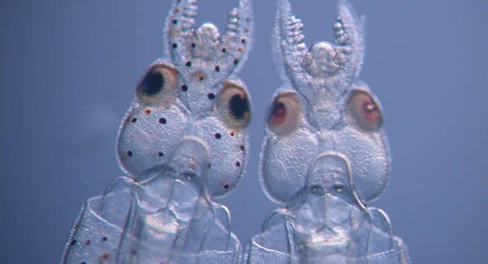 美国芝加哥大学科研人员孵化出拥有透明表皮的转基因鱿鱼