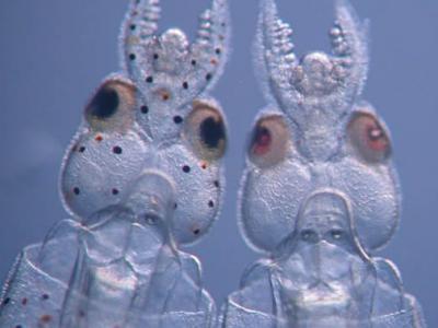 美国芝加哥大学科研人员孵化出拥有透明表皮的转基因鱿鱼