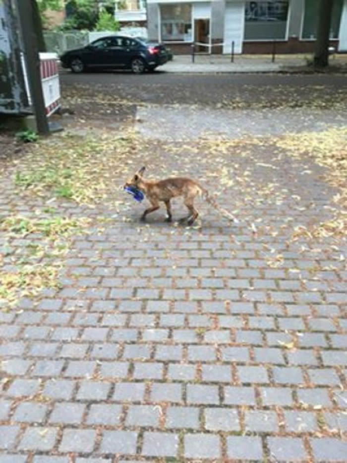德国柏林西南部一只狐狸从当地居民的露台上偷走100双鞋子