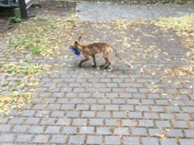 德国柏林西南部一只狐狸从当地居民的露台上偷走100双鞋子