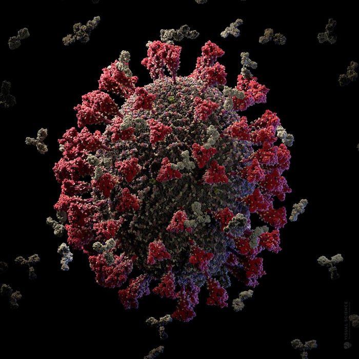 SARS-CoV-2病毒的表面覆盖着棘蛋白（红色）。 莫德纳的传讯RNA（mRNA）疫苗会教导人体识别这些棘蛋白，让人体能生产一批中和抗体（白色），在冠状病毒造